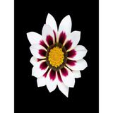 Videolu 10 Adet Beyaz Gazanya Çiçeği Fidanı 25-45 Cm Saksılı Çiçekli Bodur Bitkiler Gazania