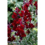 Videolu 10 Adet Koyu Kırmızı Aslanağzı Çiçeği Fidanı 5-15 Cm Saksılı Çiçekli Bodur Antirrhinum Majus