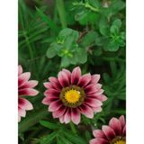 Videolu 10 Adet Pembe Gazanya Çiçeği Fidanı 25-45 Cm Saksılı Çiçekli Bodur Bitkiler Gazania