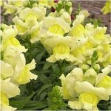 Videolu 10 Adet Sarı Aslanağzı Çiçeği Fidanı 5-15cm Çiçekli Bodur Bitkiler Yellow Snapdragon