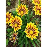 Videolu 10 Adet Sarı Kahverengi Gazanya Koyun Gözü Çiçeği Fidanı 20-45cm Saksılı Gazania