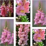 Videolu 10'lu Açık Pembe Aslanağzı Çiçeği Fidanı 5-15 cm Tüplü Çiçekli Bodur Antirrhinum Majus
