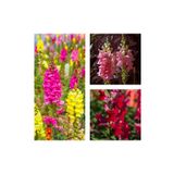 Videolu 10'lu Karışık Renk Aslanağzı Çiçeği Fidanı 5-15 cm Tüplü Çiçekli Bodur Antirrhinum Majus