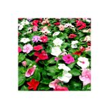 Videolu 10'lu Karışık Renk Rozet Çiçeği Fidanı 15-25 Cm Saksılı Çiçekli Bodur Catharanthus Roseus
