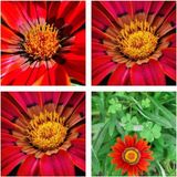 Videolu 10'lu Kırmızı Gazanya Koyun Gözü Çiçeği Fidanı 15-35 cm Tüplü Çiçekli Bodur Bitkiler Gazania
