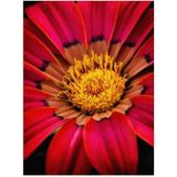 Videolu 10'lu Kırmızı Gazanya Koyun Gözü Çiçeği Fidanı 25-40 Cm Saksılı Çiçekli Bodur Gazania