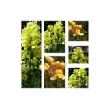 Videolu 10'lu Sarı Aslanağzı Çiçeği Fidanı 5-15 cm Tüplü Çiçekli Bodur Antirrhinum Majus
