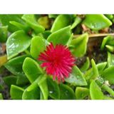 Videolu 15-25 cm Kırmızı Buz Çiçeği Bitkisi Fidanı Saksılı Dış Mekan Ağaçları Frost Flower