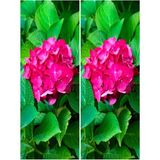 Videolu 2 Adet Canlı Fuşya Renk Çiçekli Ortanca Fidanı 30-60 Cm Tüplü Çiçekli Bodur Hydrangea
