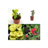 Videolu 2 Adet Dikenler Tacı Çiçeği Sarı/Kırmızı 10-25 Cm Tüplü Çiçekli Bodur Bitki Euphorbia Milii