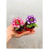 Videolu 2 Adet Karışık Mine Çiçeği Fidanı 10-20 Cm Çiçekli Bodur Bitkiler Verbena