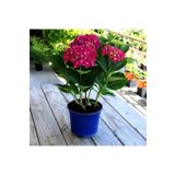 Videolu 2 Adet Kırmızı Çiçekli Ortanca Fidanı 25-40 cm Saksılı Çiçekli Bodur Bitkiler Red Hydrangea