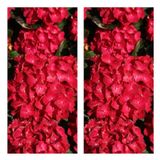 Videolu 2 Adet Kırmızı Çiçekli Ortanca Fidanı 30-55 Cm Tüplü Çiçekli Bodur Bitkiler Red Hydrangea