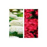 Videolu 2 Adet Kırmızı/beyaz Çiçekli Ortanca Fidan 10-15 cm Tüplü Çiçekli Bodur Red/white Hydrangea