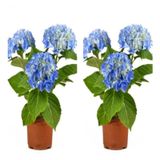 Videolu 2 Adet Mavi Çiçekli Ortanca Fidanı 30-55 Cm Tüplü Çiçekli Bodur Bitkiler Blue Hydrangea