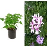 Videolu 2 Adet Mis Kokulu Gül Damlası Itır Çiçeği 15-35 cm Saksılı Çiçekli Bodur Bitki (Lavandula)
