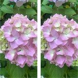 Videolu 2 Adet Pembe Çiçekli Ortanca Fidanı 30-55 Cm Tüplü Çiçekli Bodur Bitkiler Pink Hydrangea