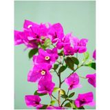 Videolu 2 Adet Pembe Sarılıcı Begonvil Çiçeği Fidanı 60-90 Cm Saksılı Çiçekli Bodur Bougainvillea