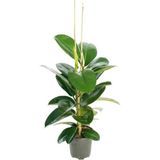 Videolu 2 Köklü Kauçuk Bitkisi 1 Adet Saksılı 80-100 cm İç Mekan Salon Bitkisi (Ficus Elastica)