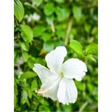 Videolu 3 Adet Beyaz Japon Gülü Çiçeği Fidanı 40-60 Saksılı Çiçekli Bodur White Japanese Rose