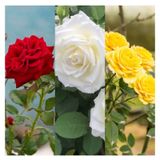 Videolu 3 Adet Kırmızı Beyaz Ve Sarı Gül Fidanı Saksılı 45-85 Cm Red White And Yellow Rose Sapling
