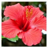 Videolu 3 Adet Kırmızı Japon Gülü Çiçeği Fidanı 40-60 Cm Tüplü Çiçekli Bodur Bitkiler Japanese Rose