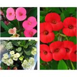 Videolu 3 Adet Mini Dikenler Tacı Çiçeği(Sarı/kırmızı/pembe) 5-15 cm Saksılı Çiçekli Euphorbia Milii