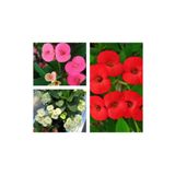 Videolu 3 Adet Sarı/Kırmızı/Pembe Dikenler Tacı Çiçeği 10-15 Cm Tüplü Çiçekli Bodur Euphorbia Milii