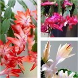 Videolu 3 Adet Yılbaşı Çiçeği 30-45 Cm Saksılı Çiçekli Bodur Bitkiler Euphorbia Pulcherrima