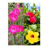 Videolu 3 Renk Japon Gülü (30 50 cm)3 Adet Saksılı Çiçeki Dış Mekan Bitkisi Hibiscus Rosa-Sinensis