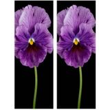 Videolu 30 Adet Beyaz Mor Heraci Menekşe Çiçeği Fidanı5-15 Cm Saksılı Çiçekli Bodur Bitkiler Viola