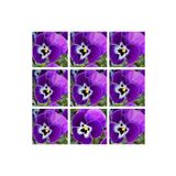 Videolu 30'lu Beyaz Mor Heraci Menekşe Çiçeği Fidanı 5-15 cm Tüplü Çiçekli Bodur Persian Violet