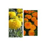 Videolu 30'lu Karışık Renk Kadife Çiçeği Fidesi 5-15 cm Tüplü Çiçekli Bodur Bitkiler Marigold