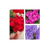 Videolu 30'lu Karışık Renk Sardunya Çiçeği Fidesi 10-20 Cm Tüplü Çiçekli Bodur Bitki(Pelargonium), SRDQ38