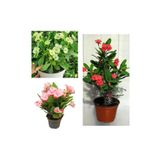 Videolu 3'lü Dikenler Tacı Çiçeği (Pembe,kırmızı,beyaz) 10-15 cm Tüplü Çiçekli Bodur Euphorbia Milii