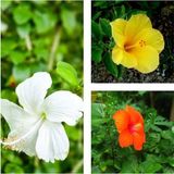 Videolu 3'lü Karışık Renk Japon Gülü Çiçeği 20-30 cm Tüplü Çiçekli Bodur Bitki (Camellia Japonica)