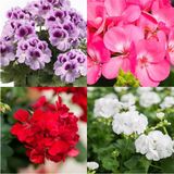 Videolu 3'lü Karışık Renk Sakız Sardunya Çiçeği 20-30 cm Tüplü Çiçekli Bodur Bitkiler Geranium