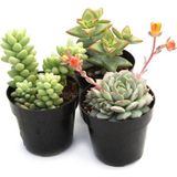 Videolu 3'lü Karışık Sukulent Kaktüs Çiçeği Seti 5-15 cm Saksılı Çiçekli Bodur Bitkiler Succulent
