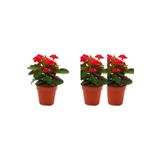 Videolu 3'lü Kırmızı Dikenler Tacı Çiçeği Seti 10-15 cm Tüplü Çiçekli Bodur Bitkiler Euphorbia Milli