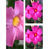 Videolu 3'lü Pembe Mandavilla Sarmaşığı Çiçeği Fidanı 40-60 Cm Saksılı Çiçekli Bodur Pink Mandevilla