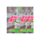 Videolu 3'lü Pembe Renk Dikenler Tacı Çiçeği 10-20 cm Tüplü Çiçekli Bodur Bitkler Euphorbia Milii