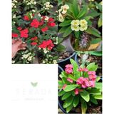 Videolu 3'lü(Sarı Kırmızı Pembe) Dikenler Tacı 10-15 cm Saksılı Çiçekli Bodur Bitki Euphorbia Milii