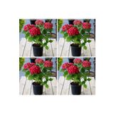 Videolu 4 Adet Kırmızı Çiçekli Ortanca Fidanı 30-60 cm Tüplü Çiçekli Bodur Bitkiler Red Hydrangea