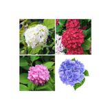 Videolu 4 Adet Kırmızı,Pembe,Mor,Beyaz Ortanca Çiçeği Fidanı 20-35 Cm Tüplü Çiçekli Bodur Hydrangea