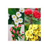 Videolu 4'lü Karışık Renk Dikenler Tacı Çiçeği 10-15 cm Tüplü Çiçekli Bodur Bitki Euphorbia Milii
