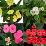Videolu 4'lü Karışık Renk Dikenler Tacı Özel Set 10-20 cm Tüplü Çiçekli Bodur Bitki Euphorbia Milii