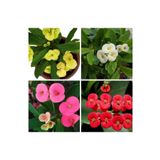 Videolu 4'lü Kırmızı/pembe/beyaz/sarı Dikenler Tacı Çiçeği 5-15 cm Saksılı Çiçekli Milli Euphorbia
