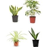 Videolu 4'lü Paşa Kılıcı/sarılı Paşa Kılıcı/kurdela Çiçeği 25-40CM Tek Dal Alacalı ŞEFLERA30-60 cm