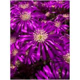 Videolu Acem Halısı Çiçeği Fidesi Fidanı 30 Adet Tüplü 5-10 Cm Drosanthemum Floribundum