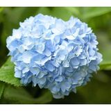 Videolu Açık Mavi Ortanca Fidanı 40-50 Cm Saksıda Çiçekli Bodur Bitkiler Blue Hydrangea